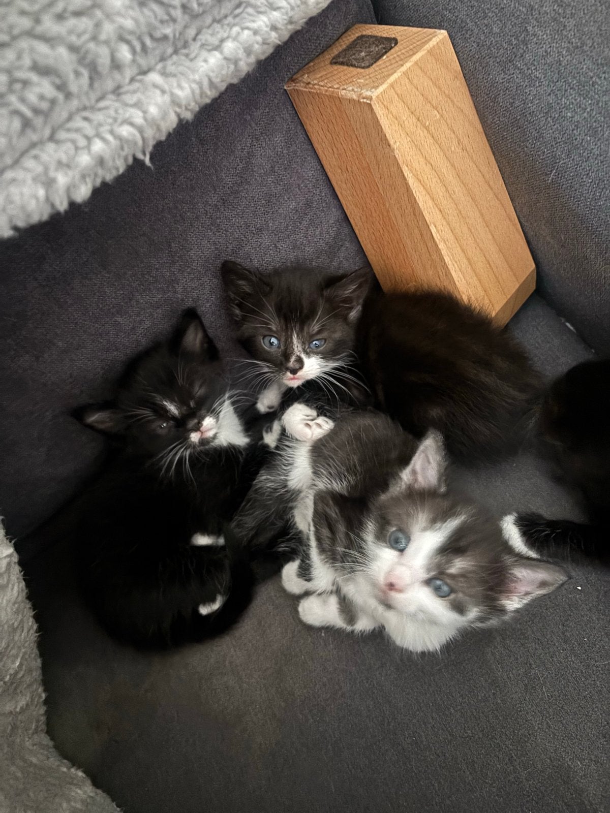 Maine coon kittens, Meerdere dieren