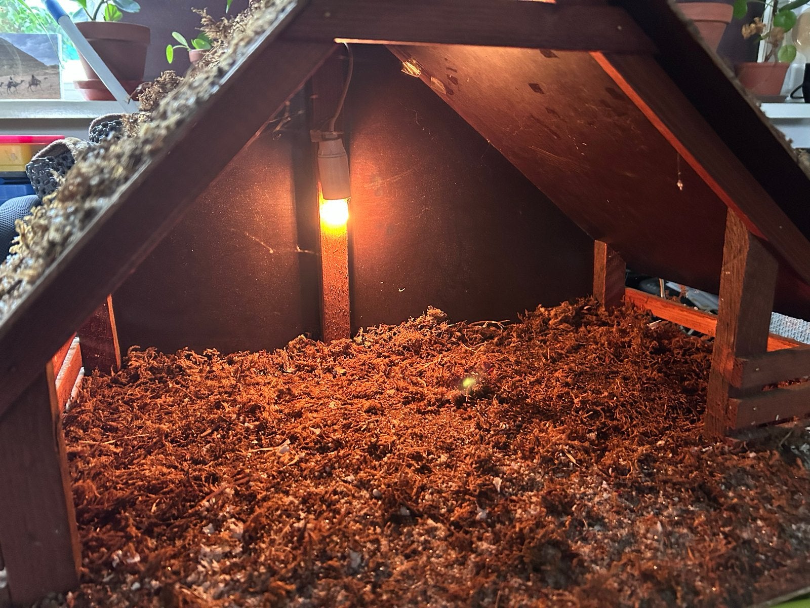 Kerststal kerst mega groot, Ophalen