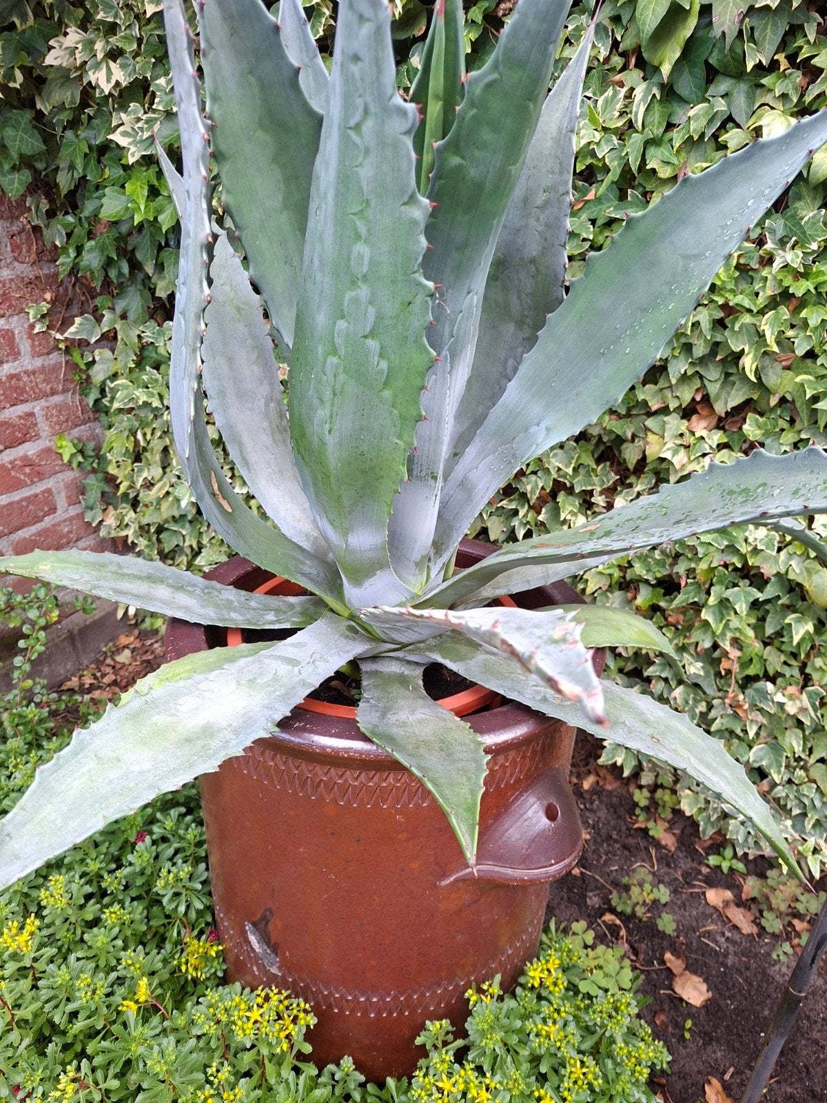 Agave, Ophalen, Bloeit niet, Overige soorten, Volle zon