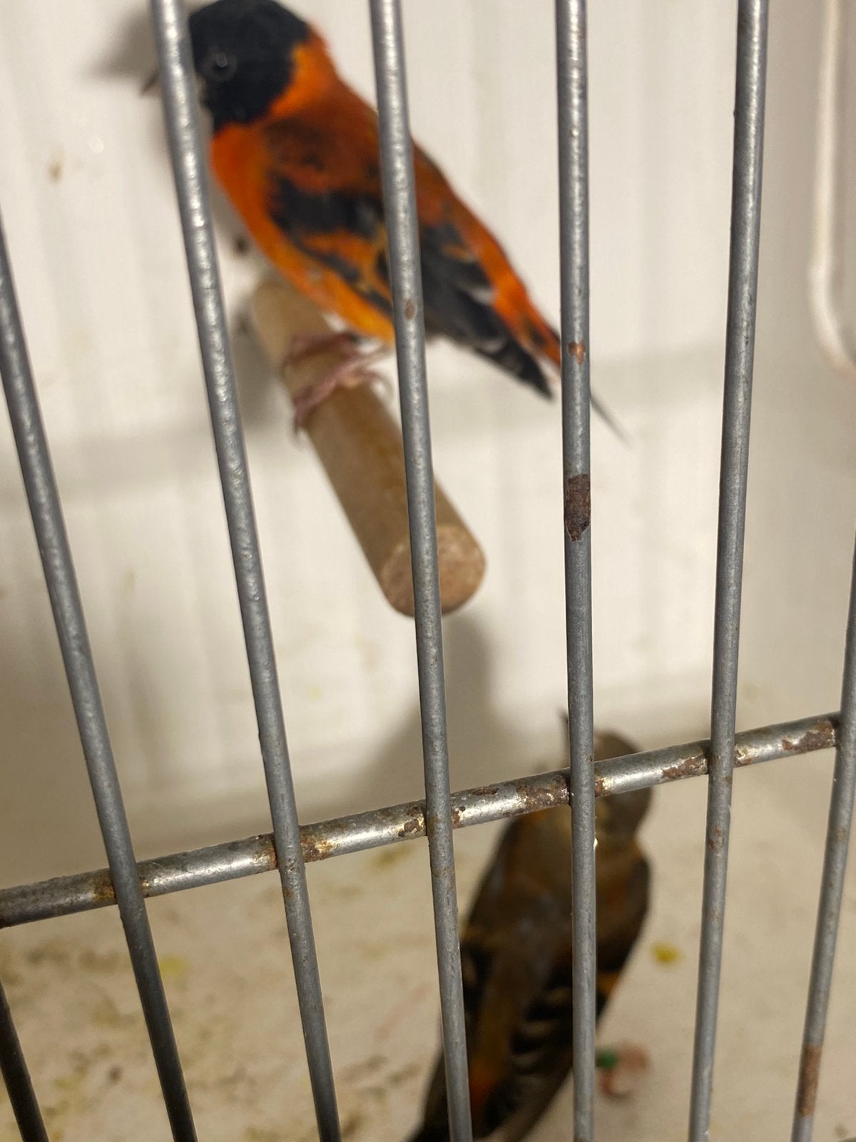 Kapoetssijs, Meerdere dieren, Geringd