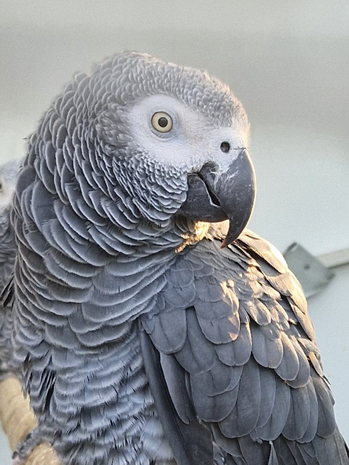 Diverse grijze roodstaart kweek mannen, Dieren en Toebehoren, Vogels | Parkieten en Papegaaien, Mannelijk, Papegaai, Pratend