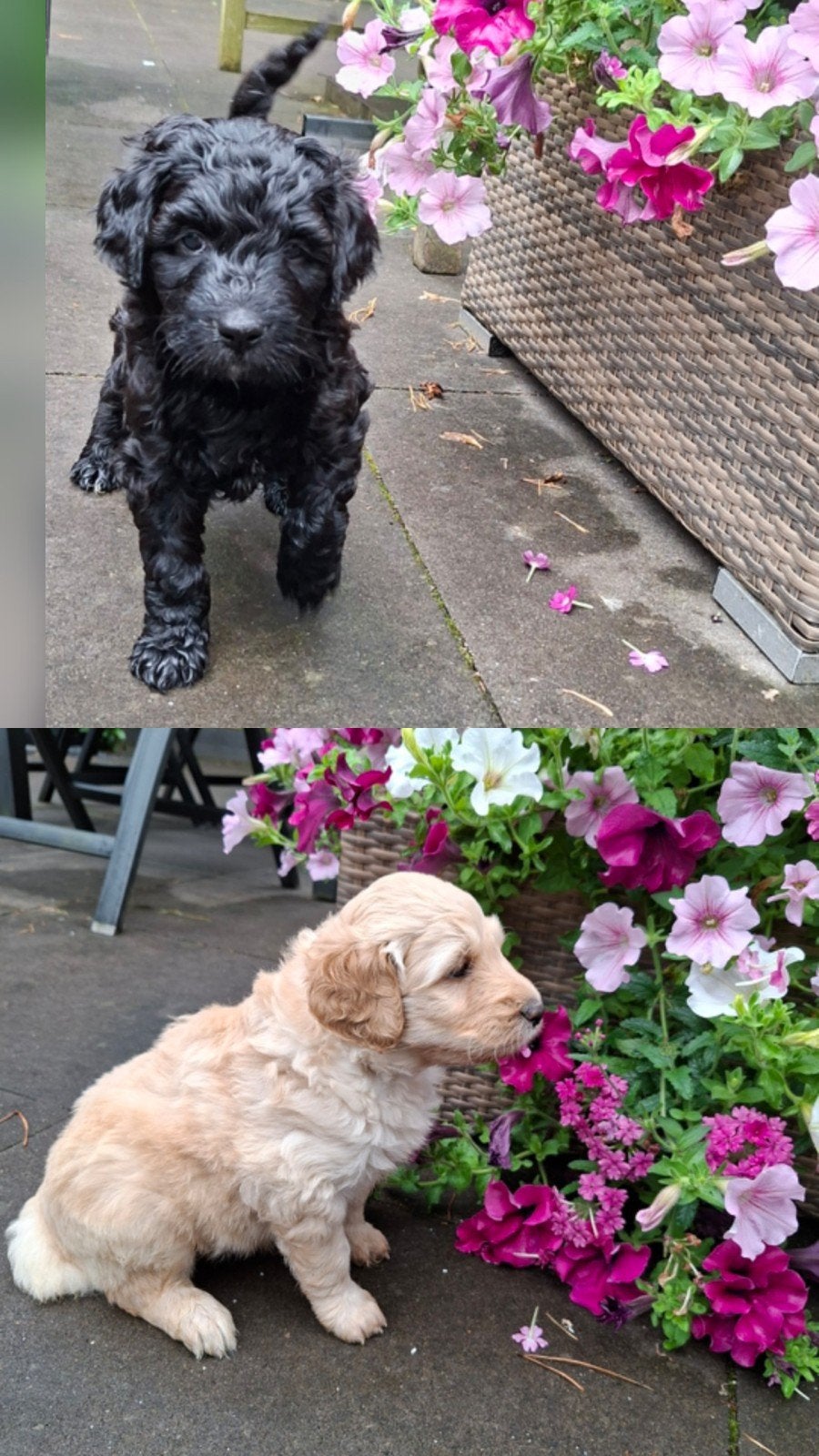 Labradoodle pups., 8 tot 15 weken, Meerdere, Meerdere dieren, Nederland