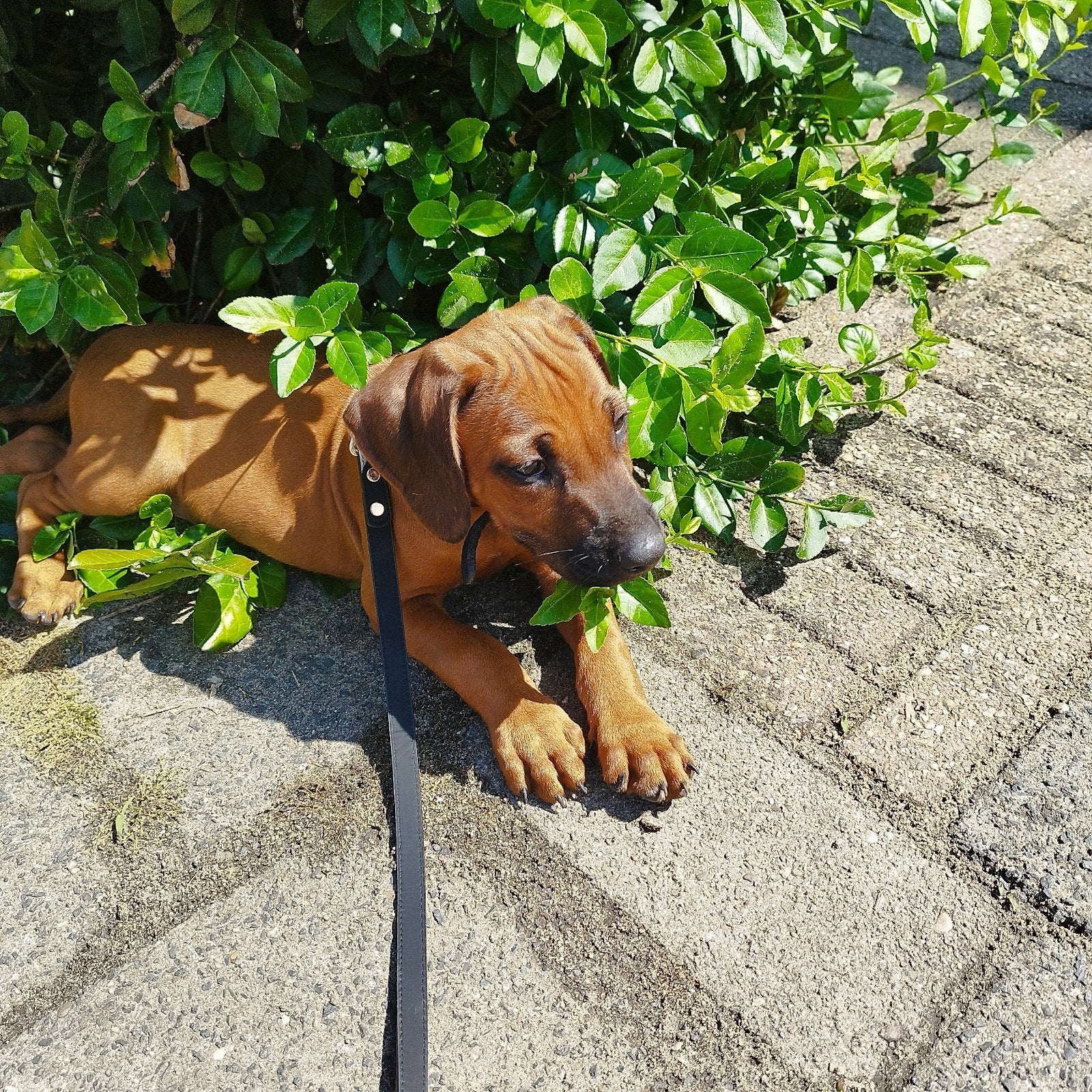 Rhodesian Ridgeback pups met FCI STAMBOOM !, Parvo, Overige rassen, 8 tot 15 weken, Meerdere