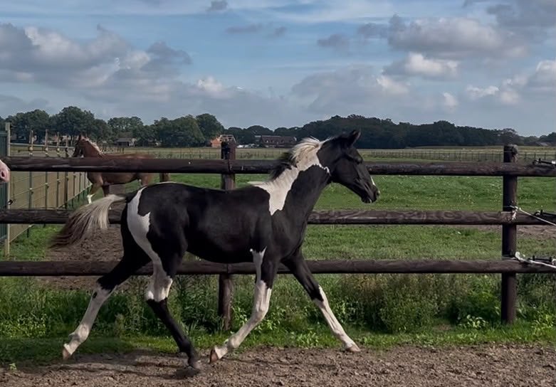 Zwartbont en Bruin Hengstveulen, Met stamboom, Niet van toepassing, 0 tot 2 jaar, Hengst