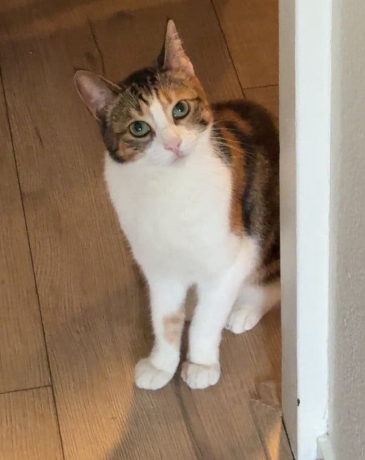 Poes gratis op te halen - vanwege privé redenen, Dieren en Toebehoren, Poes, Kortharig, 0 tot 2 jaar