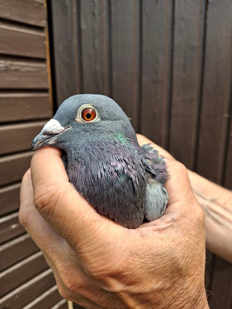 Doffer zoon van Mark gilbert barcelona, Dieren en Toebehoren, Vogels | Duiven, Mannelijk, Postduif