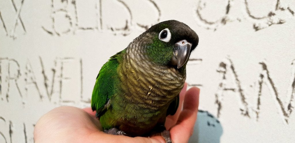 Jonge Baby Pyrrhura´s | Handtam | Nieuwsgierig | Div. Kleure, Meerdere dieren, Parkiet, Pratend