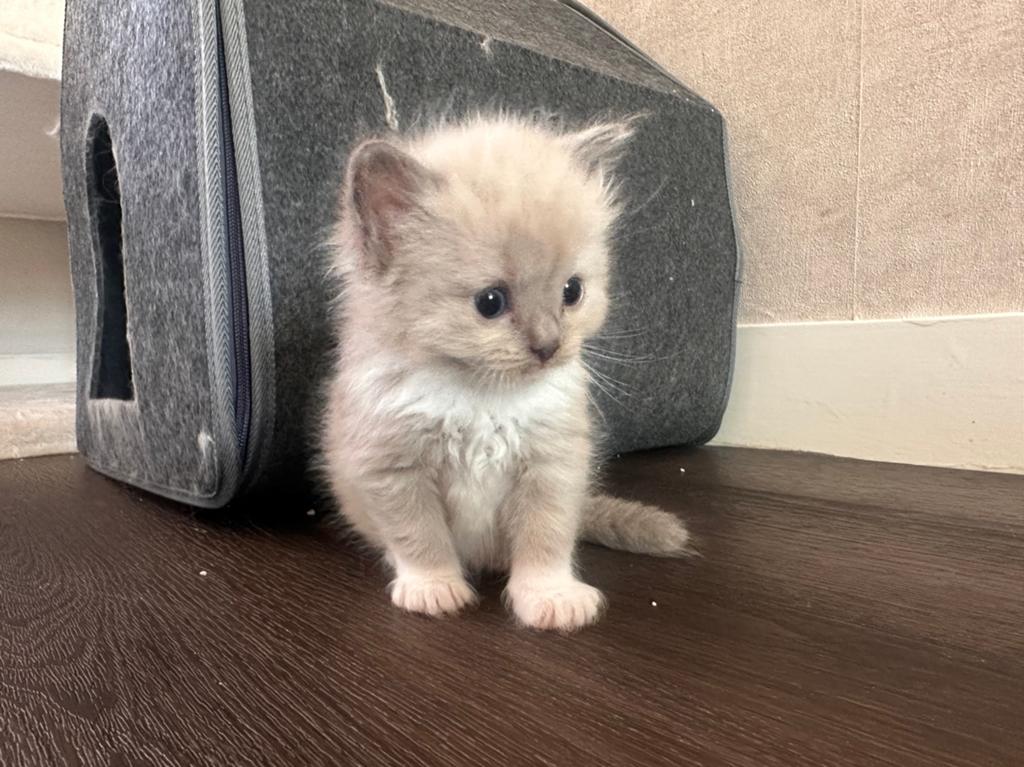 Ragdoll kitten binkies  met garantie, Meerdere dieren, Gechipt, 0 tot 2 jaar