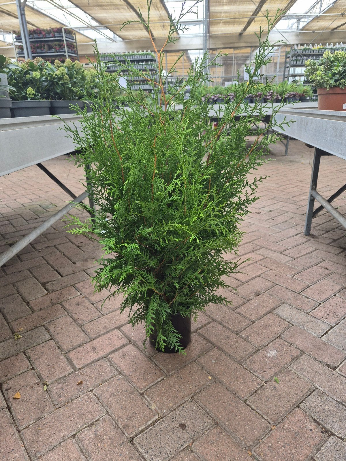 Thuja conifeer in pot, Ophalen of Verzenden, Conifeer, Haag, 100 tot 250 cm
