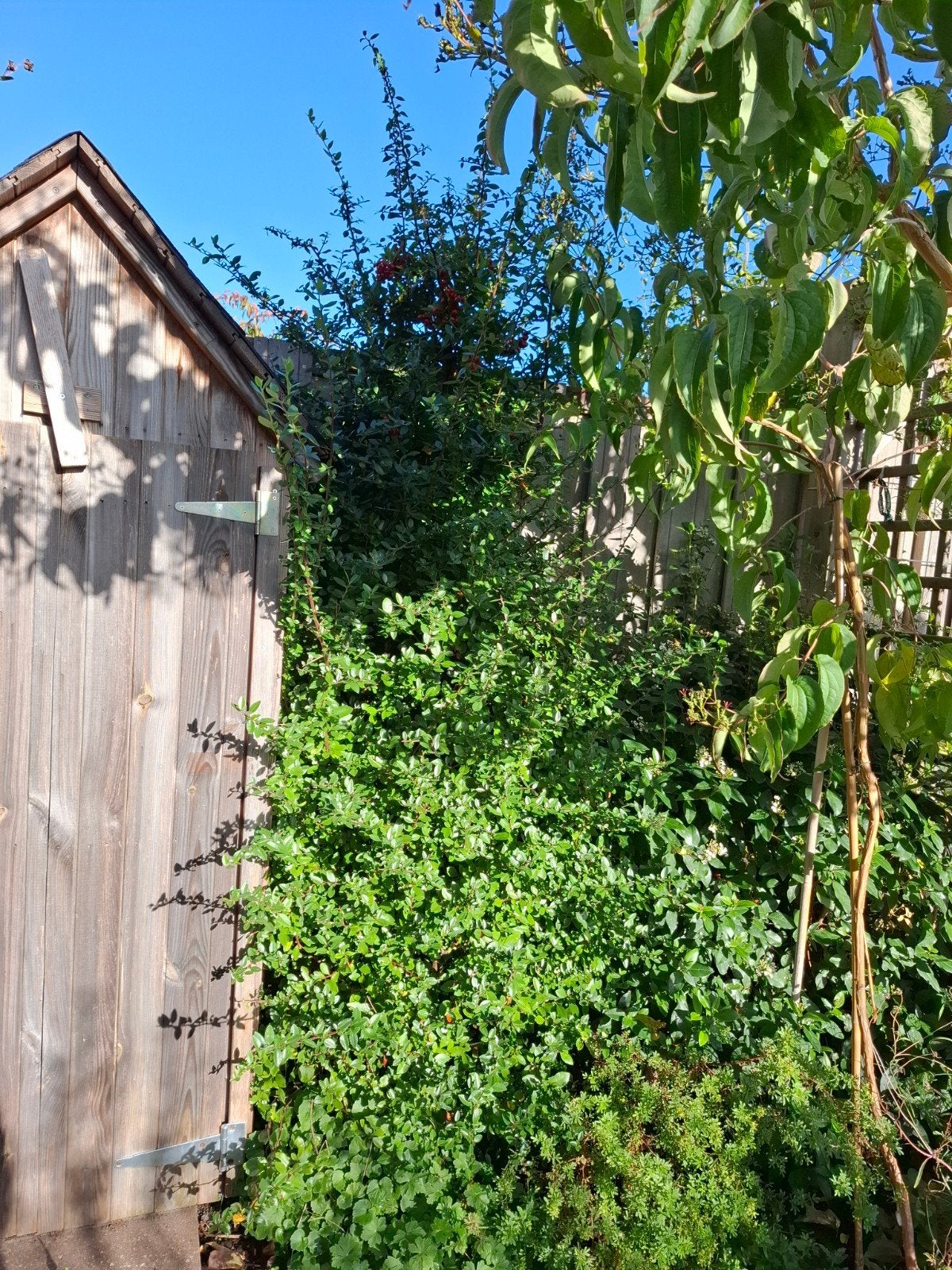 Vuurdoorn struik, rode bessen, Ophalen, Lente, Overige soorten, 100 tot 250 cm