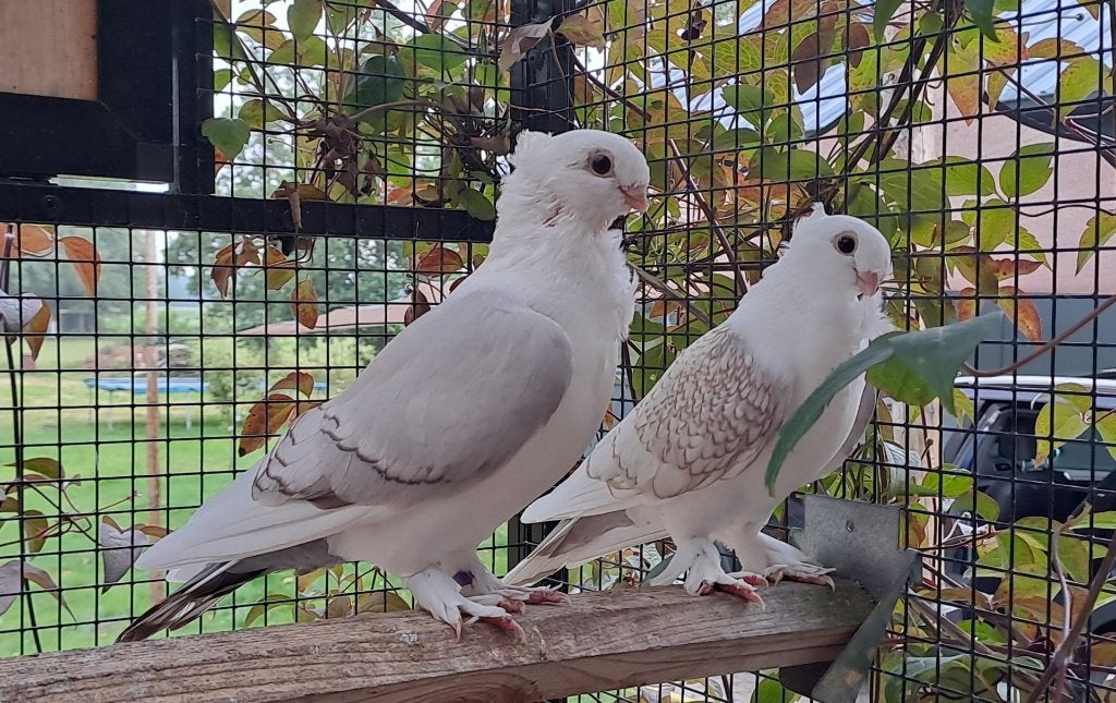 Oud Oosterse Meeuw sierduif Oudoosterse meeuwen, Meerdere dieren, Overige soorten