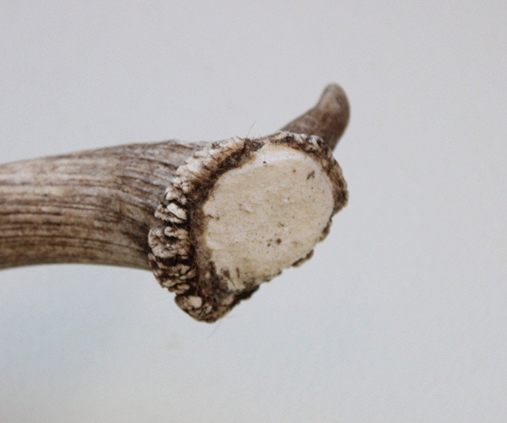 Grote DAMHERT GEWEI AFWERP STANG - 68 cm - ref. bru7, Verzamelen, Ophalen of Verzenden, Gebruikt, Hert, Gewei of Kop