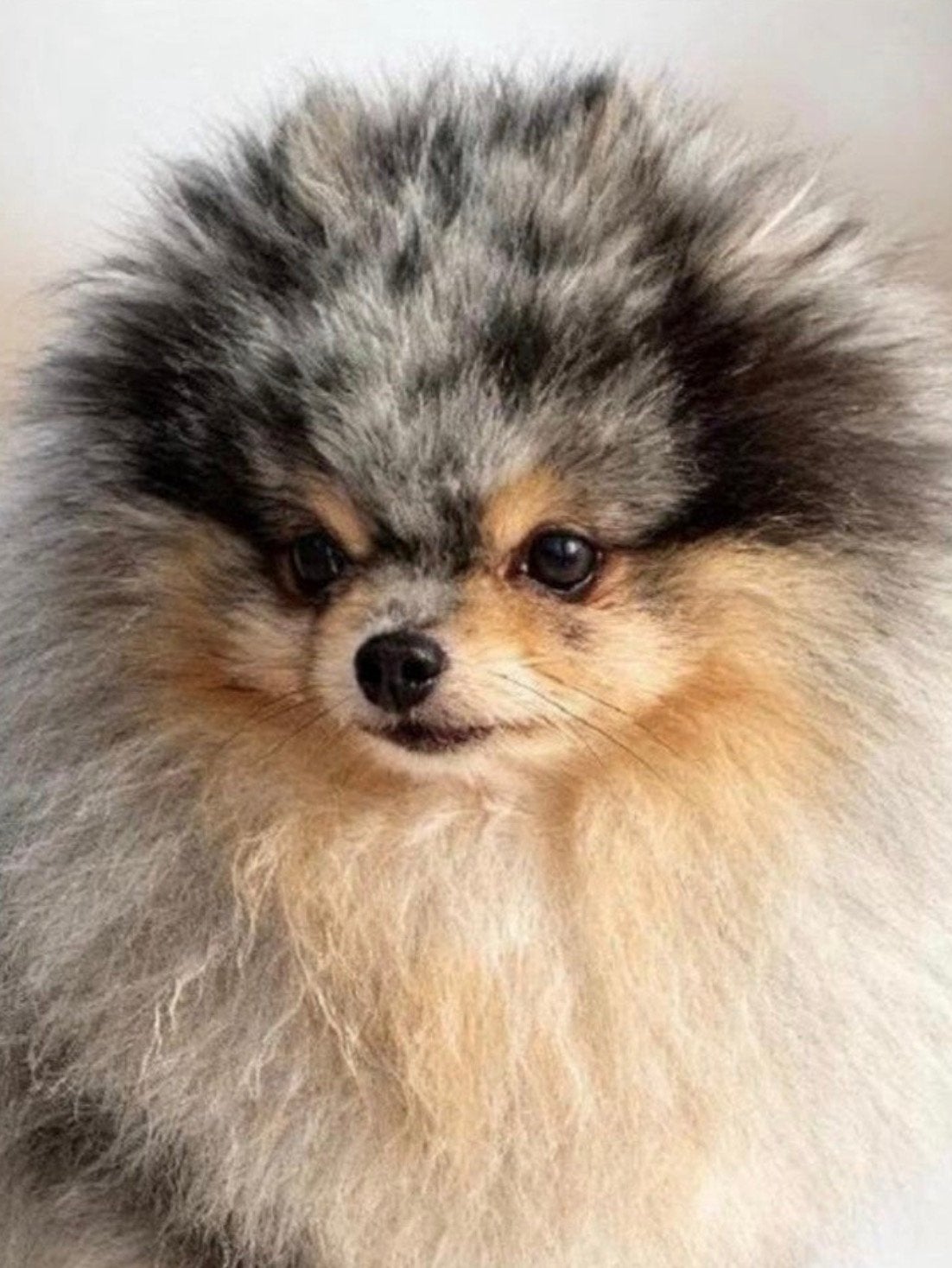 Mooie kleine Merle tan pomeranian dekreu / pomeriaan dekreu, 6 jaar of ouder, Reu, Parvo, Eén hond