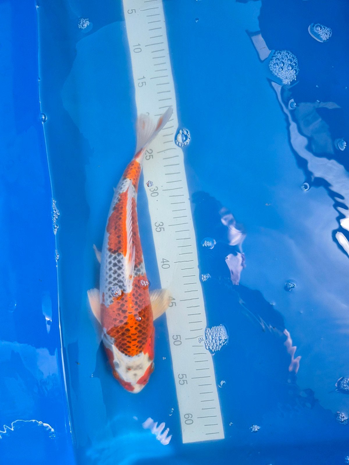 Nisai Kujaku Marusei, Dieren en Toebehoren, Karper of Koi
