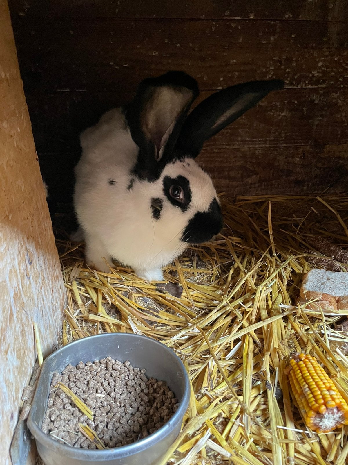 2 mooie lotharinger rammen, Mannelijk, Groot