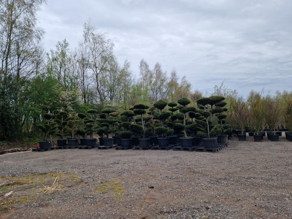 Taxus Bonsai: Grootste Assortiment voor Particulieren, Ophalen, Overige soorten, Volle zon