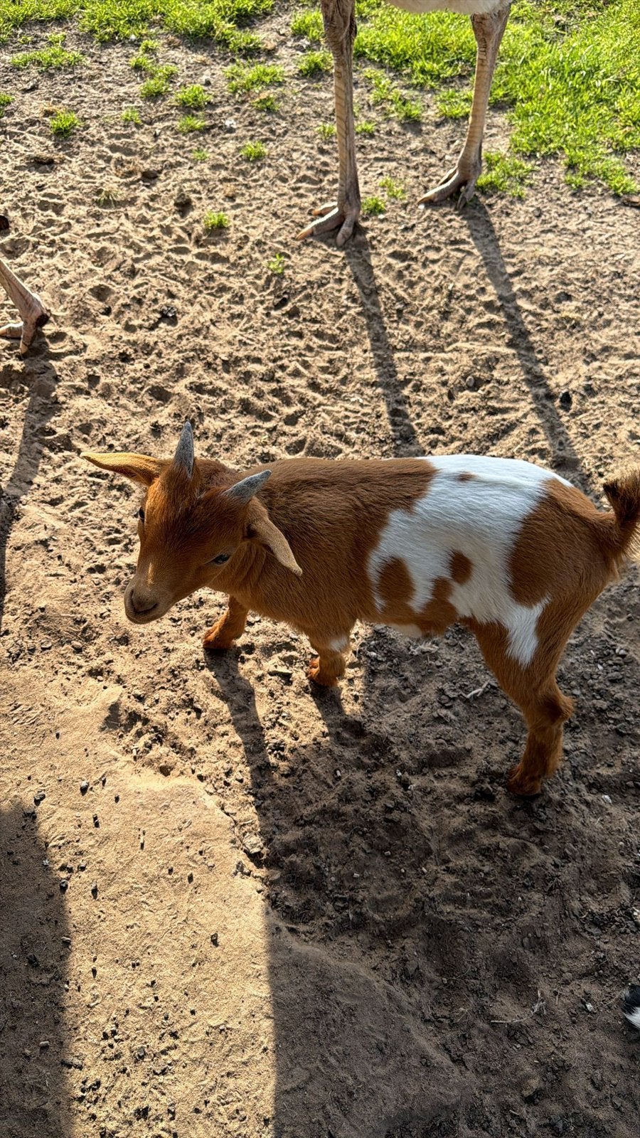 Heel mooi geitenbokje, Dieren en Toebehoren, Mannelijk, Geit