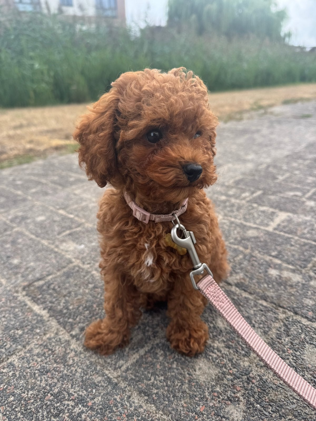 Donkerrode Toy Poedel pup – FCI stamboom, Dieren en Toebehoren, Poedel, 8 tot 15 weken, Parvo, Teef