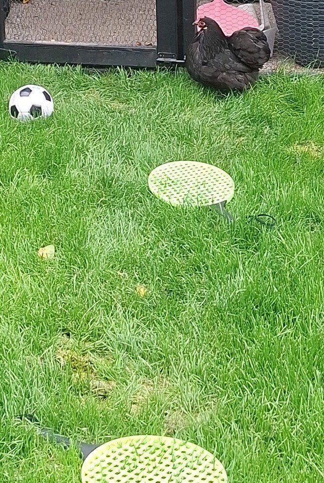 Cochin hen ophalen, Dieren en Toebehoren, Ophalen of Verzenden, Zo goed als nieuw, Hout, Vogelkooi