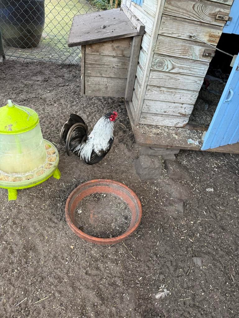 Prachtige haan, Sebright x Ameraucanas, Dieren en Toebehoren, Pluimvee, Mannelijk, Kip