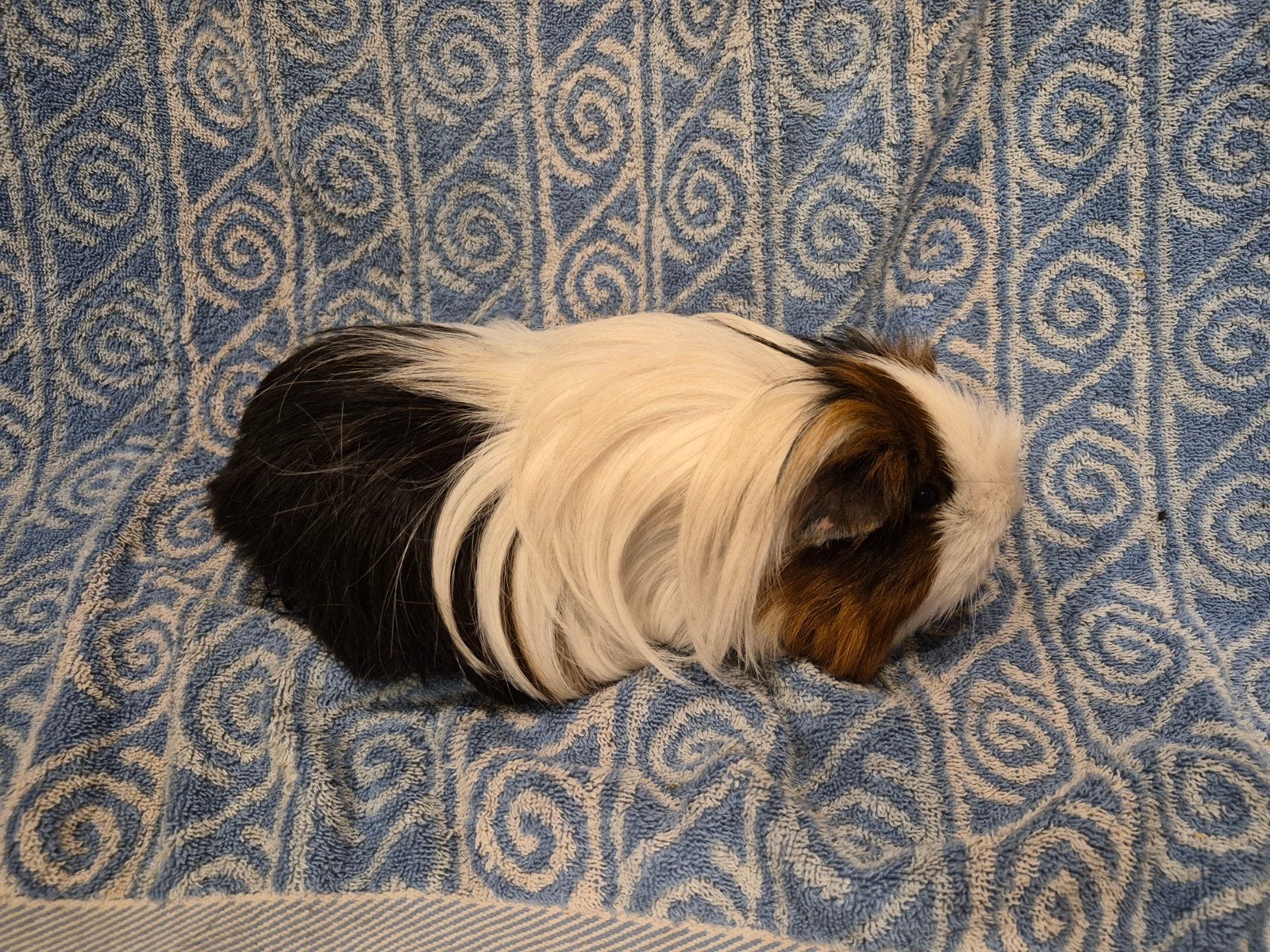 Sheltie driekleur zeugje, Dieren en Toebehoren, Augustus, Vrouwelijk, Cavia