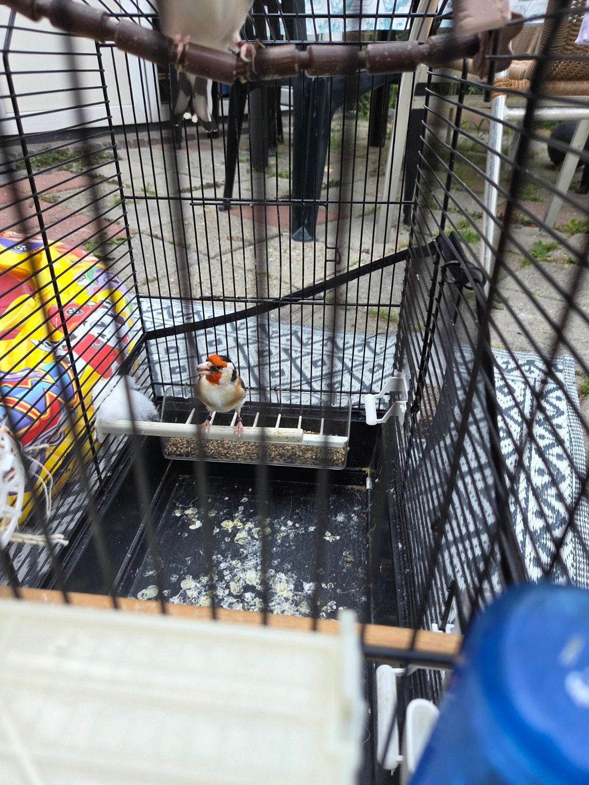Vogels, Dieren en Toebehoren, Vogels | Hokken en Kooien, Ophalen of Verzenden, Vogelkooi