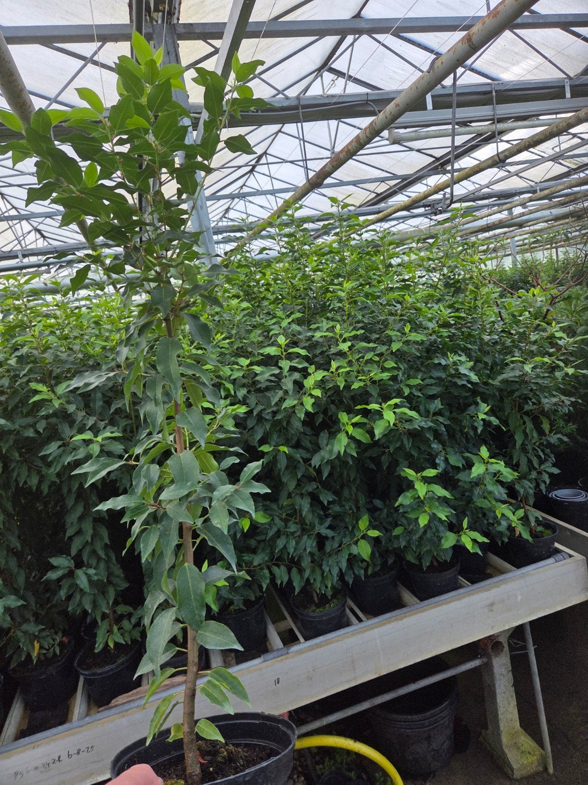 Portugese Laurier,  Prunus lusitanica Angustifolia  in pot., Tuin en Terras, Planten | Struiken en Hagen, Ophalen, Laurier, Minder dan 100 cm
