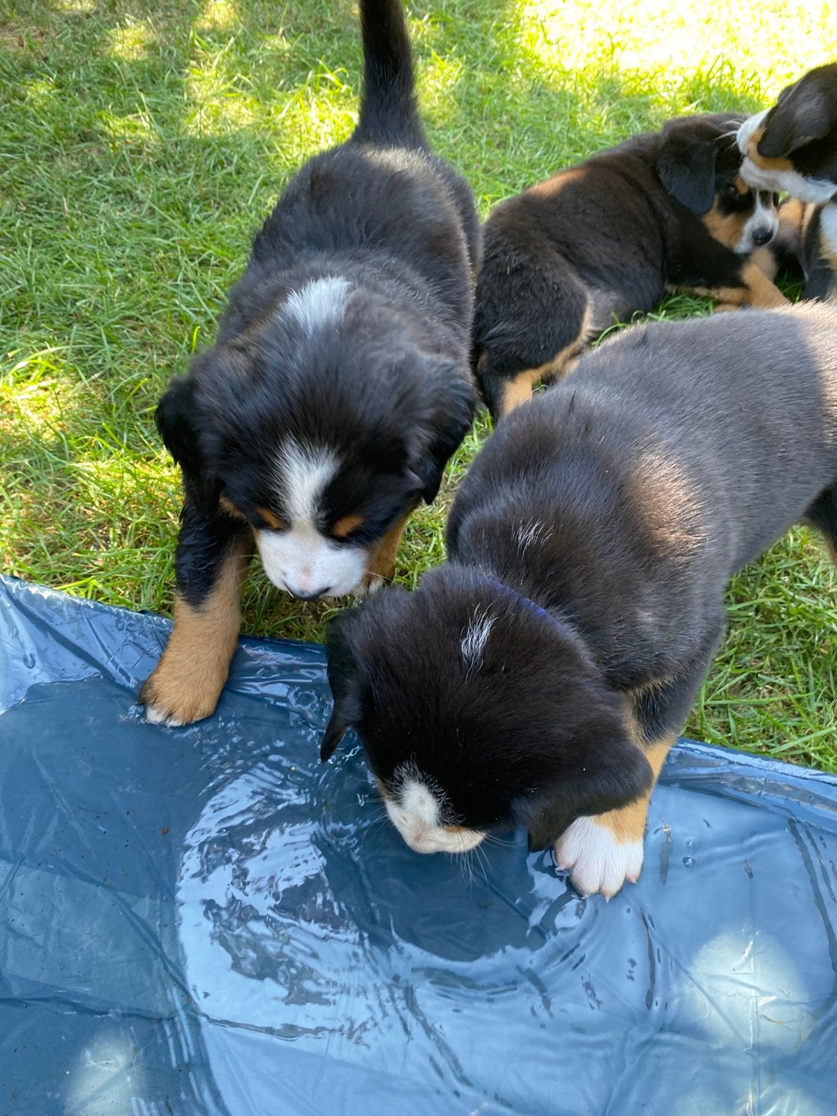 Grote zwitserse sennen pups, Dieren en Toebehoren, Meerdere, Meerdere dieren, Nederland, Fokker | Hobbymatig