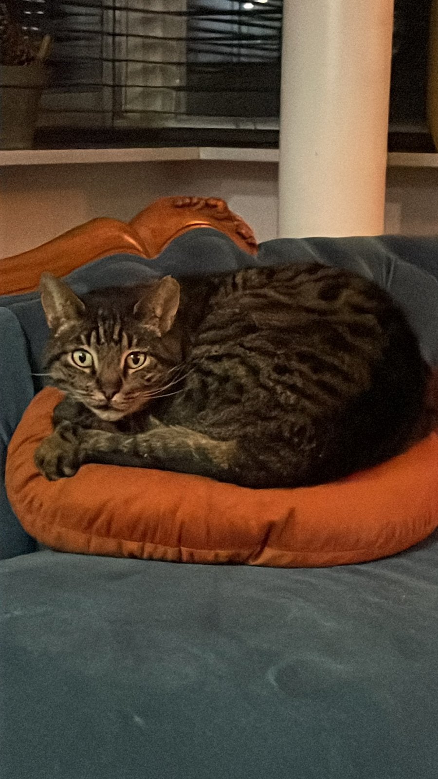 Kater ter overname, Dieren en Toebehoren, 6 jaar of ouder