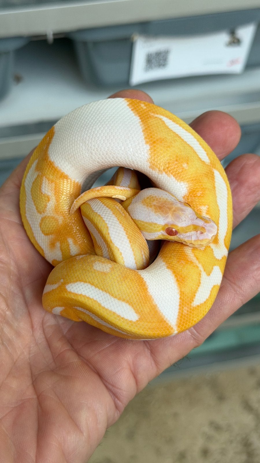 Super mooie albino pieds ball python Ball Python photo 5
