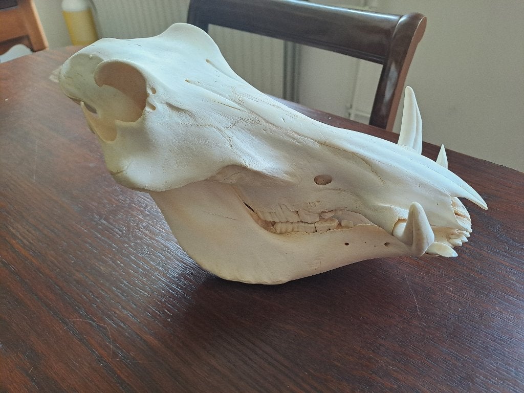 Wrattenzwijn schedel, Ophalen of Verzenden, Zo goed als nieuw, Wild dier, Schedel