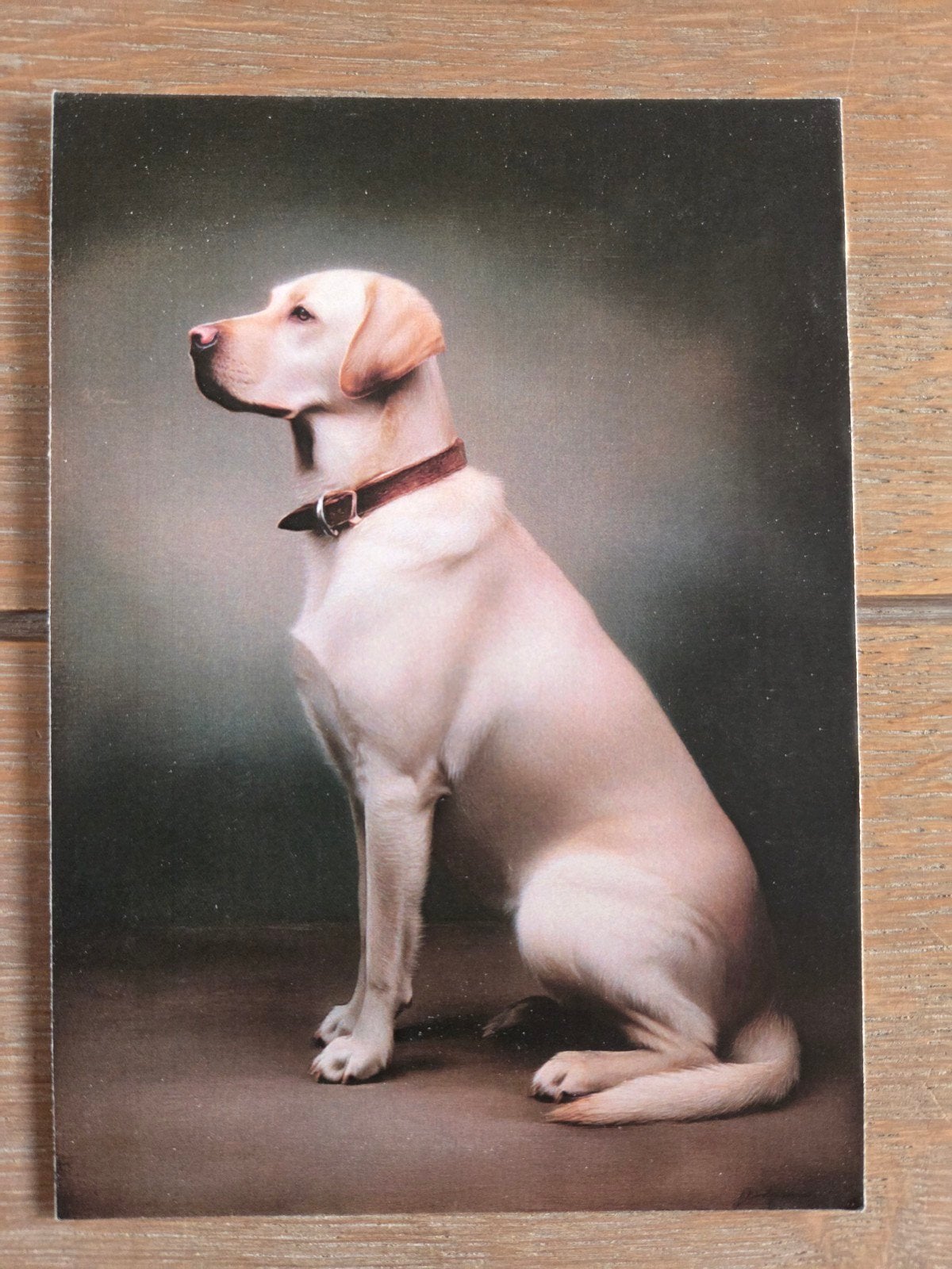 LABRADOR, Ophalen, Hond of Kat