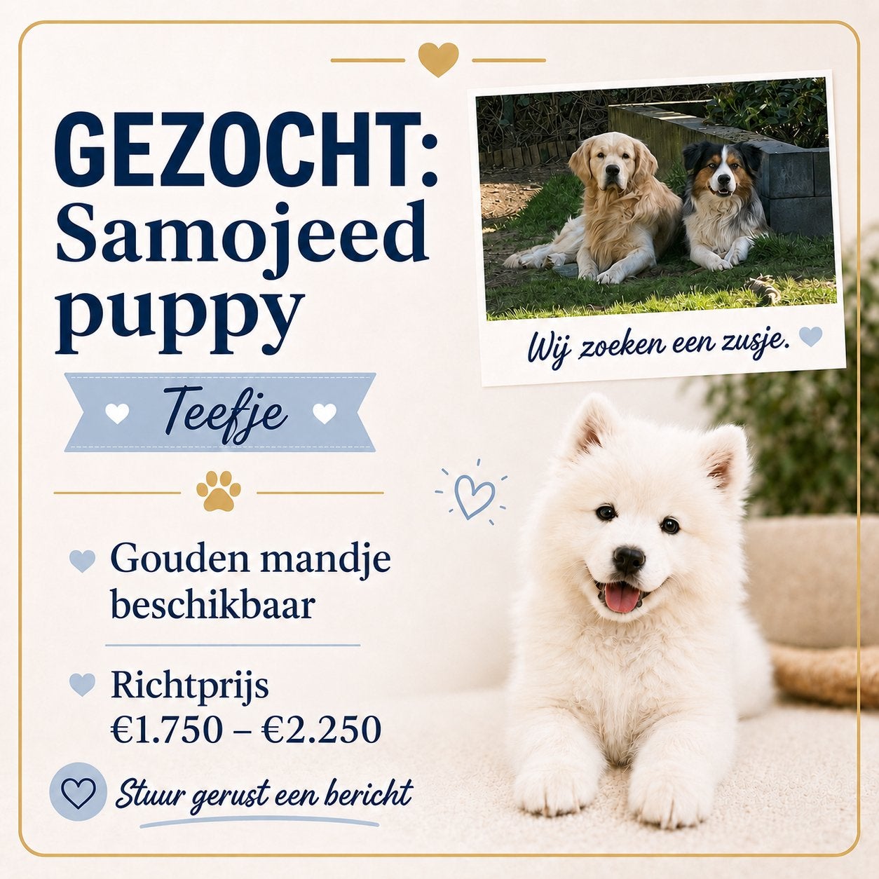 GEZOCHT: Samojeed puppy (teefje), 8 tot 15 weken, Teef, Poolhond, Parvo