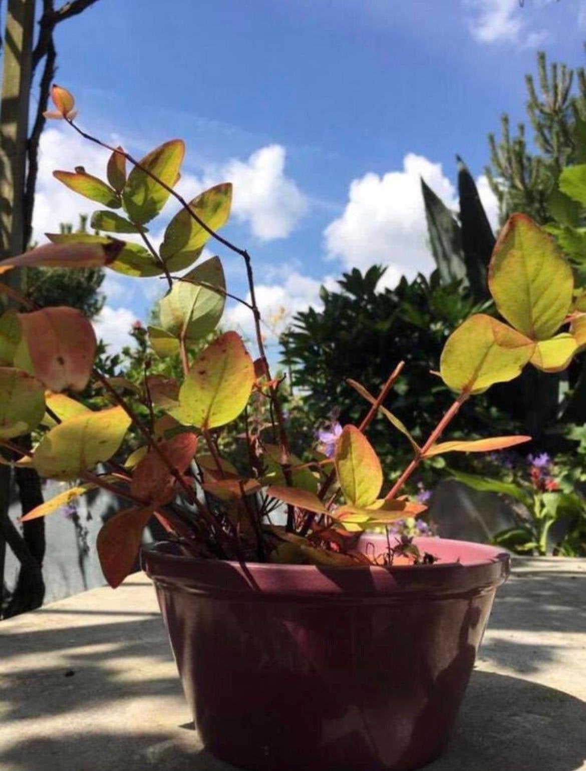 Prachtige Vintage keramische schaal bonsai bloempot, Ophalen, Gebruikt, Rond, Binnen