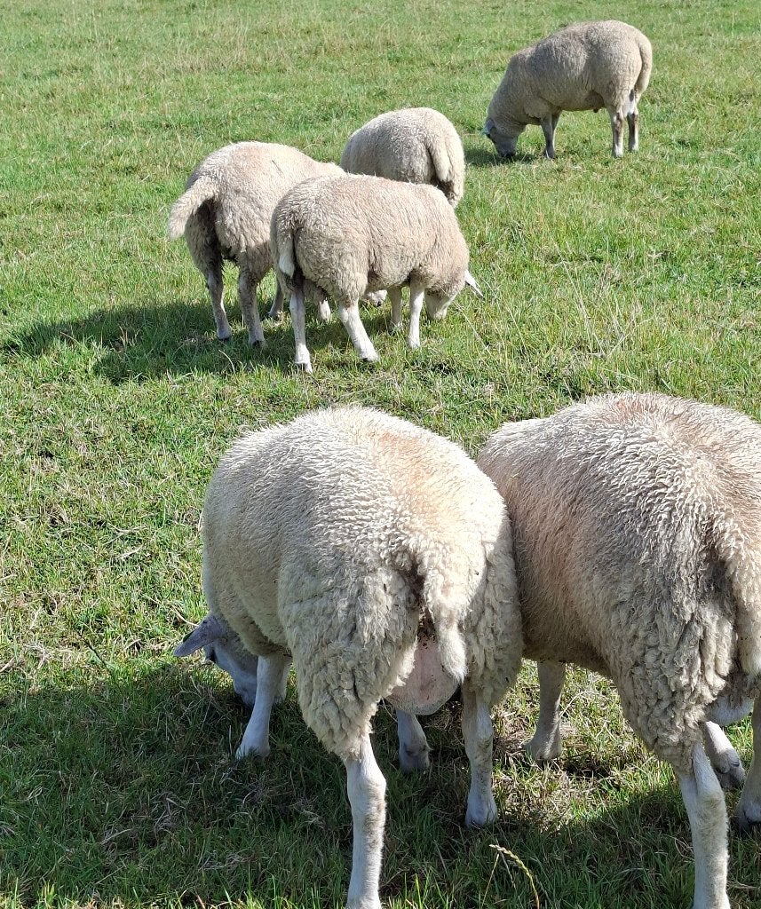 Luxe Dekrammen, zwoegervrij, Dieren en Toebehoren, Mannelijk, Schaap, 0 tot 2 jaar