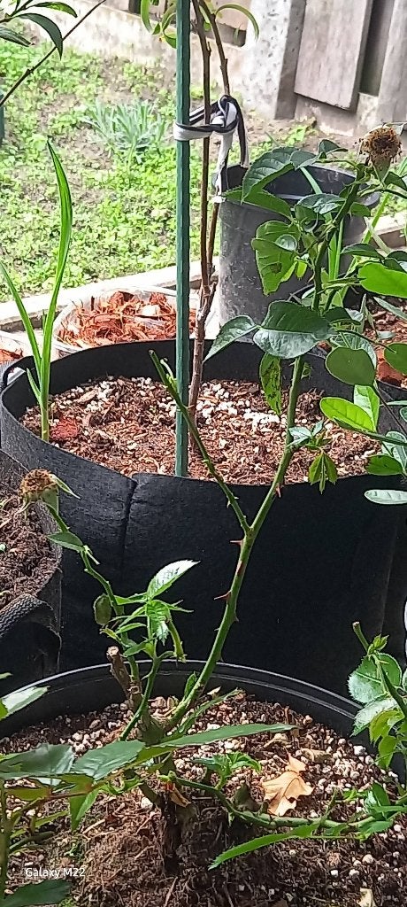 Gele Roos met Doorns (40 cm) en Witte Roos Stek, Tuin en Terras, Volle zon, Vaste plant, Zomer, Ophalen