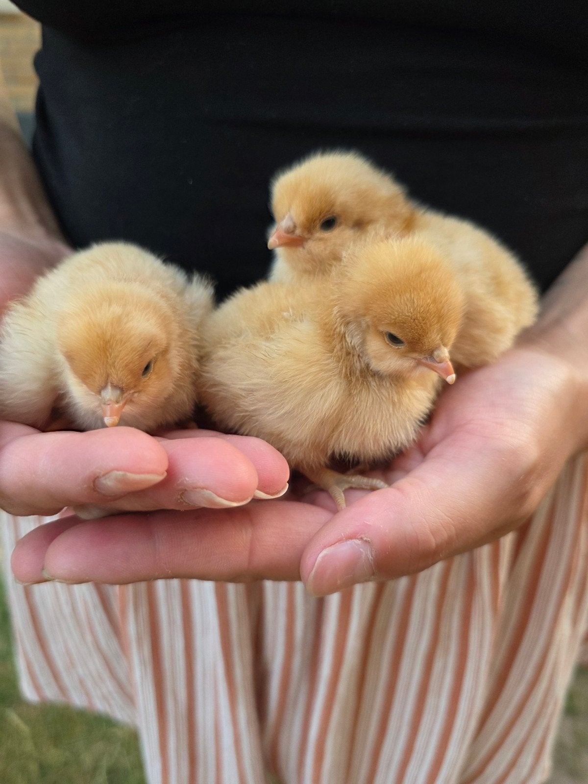 Orpington Buff kuikentjes, Dieren en Toebehoren, Pluimvee, Kip, Geslacht onbekend