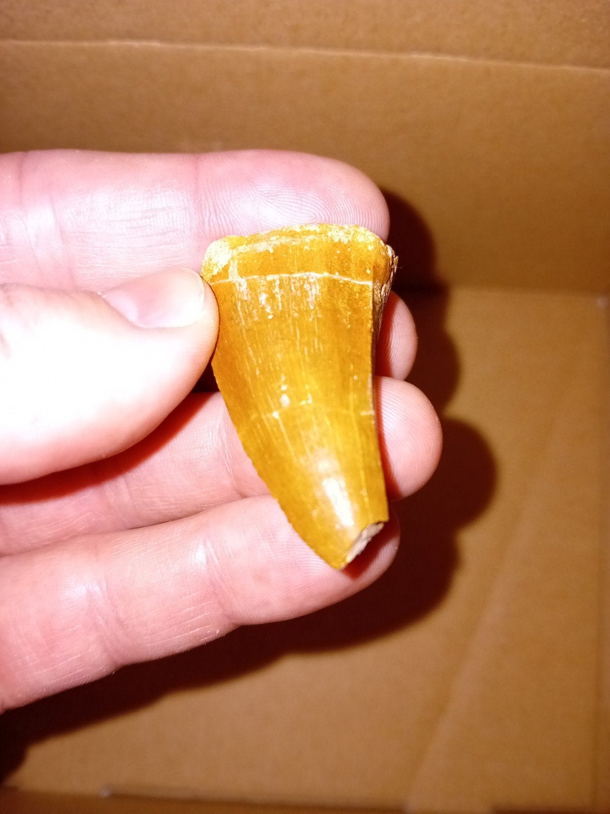 grote mosasaurus tand, Verzamelen, Ophalen of Verzenden, Fossiel