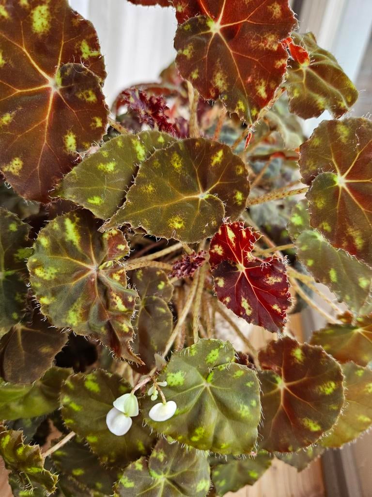 Bloeiende begonia, 3 planten in 1 pot, incl mand., Ophalen, Halfschaduw, Minder dan 100 cm
