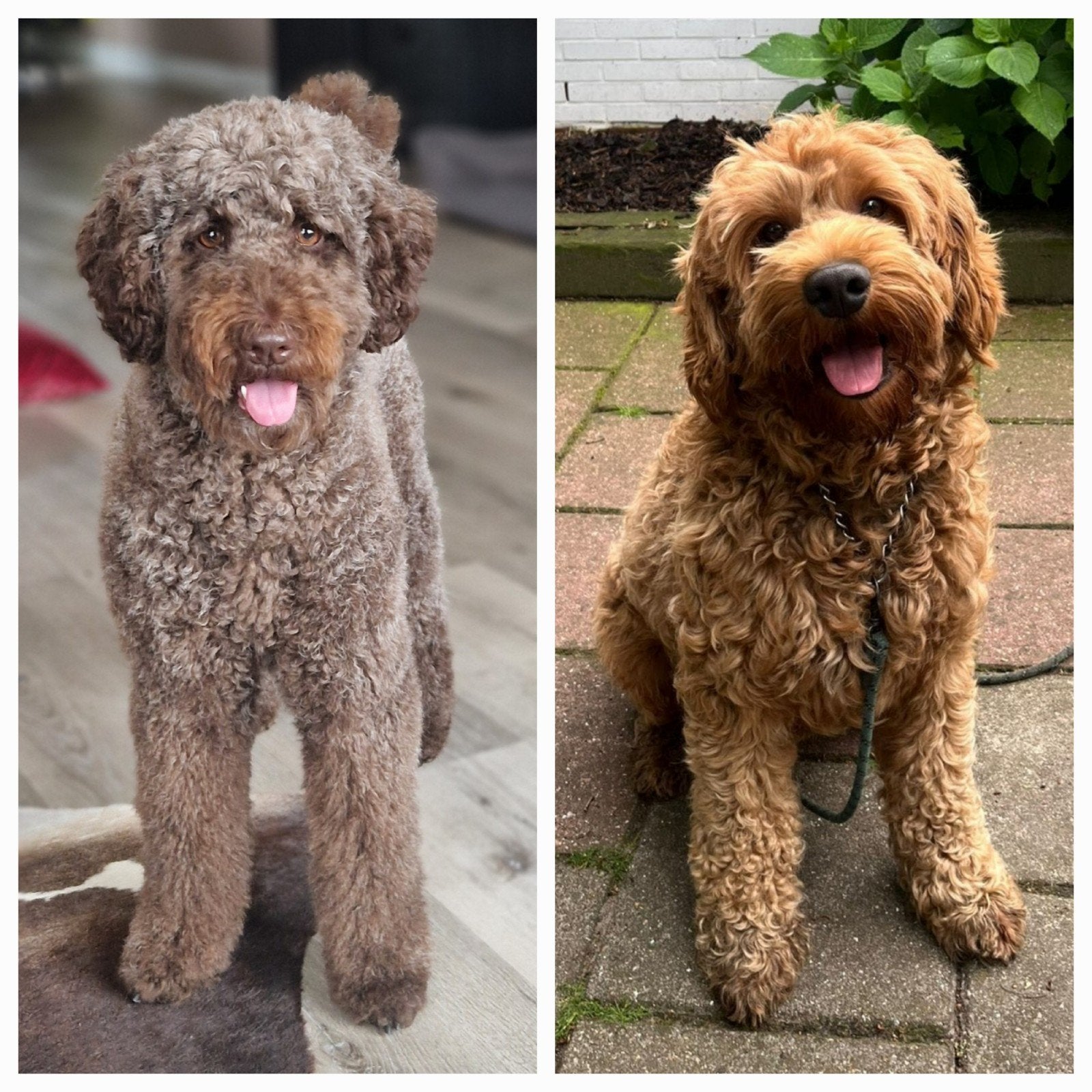 Nestaankondiging F7 multigen labradoodle, Dieren en Toebehoren, Overige rassen, 8 tot 15 weken, Meerdere, Meerdere dieren