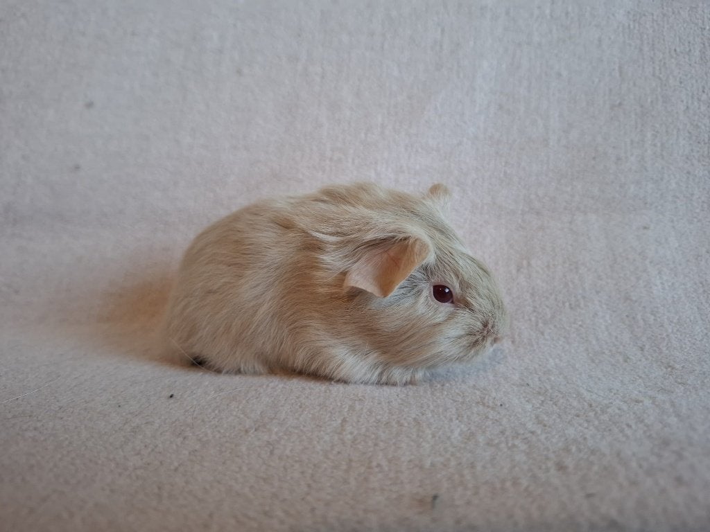 Mooie lilac gladhaar cavia te koop, Dieren en Toebehoren, Cavia, Vrouwelijk, Mei, Tam