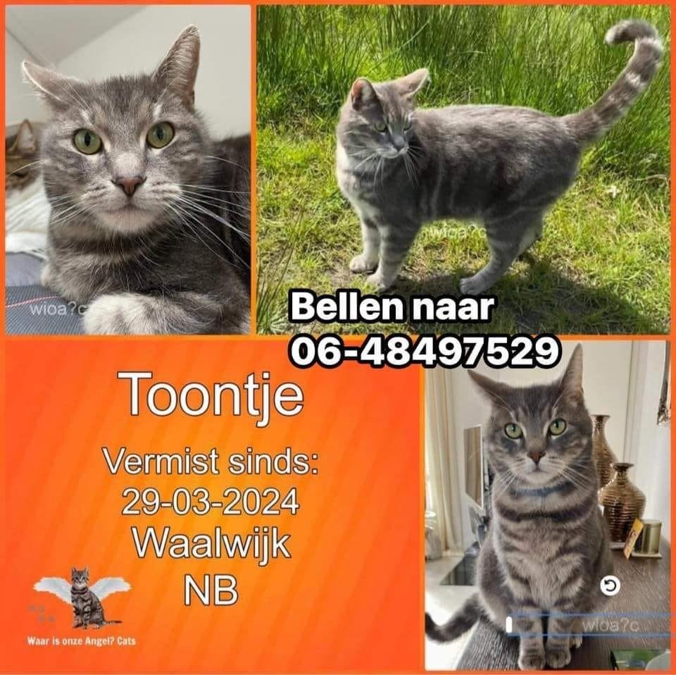 vermiste en gevonden dieren, Ophalen of Verzenden, Nieuw