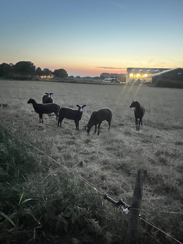 Schapen, Dieren en Toebehoren, Schapen, Geiten en Varkens, Vrouwelijk, Schaap, 0 tot 2 jaar