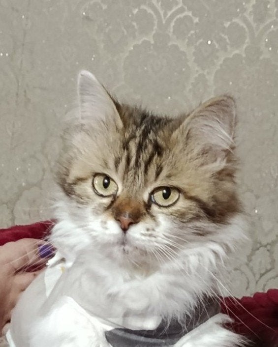 Een lief wondertje bij je thuis!, Dieren en Toebehoren, Katten en Kittens | Overige Katten, Poes, Langharig, 0 tot 2 jaar