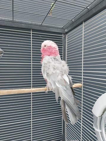 Kaketoe te koop ivm overlijden, Mannelijk, Papegaai