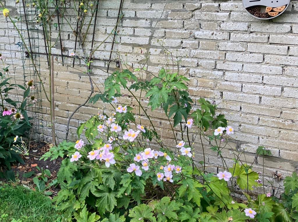 Herfst anemoon, Vaste plant, Halfschaduw, Herfst, Ophalen