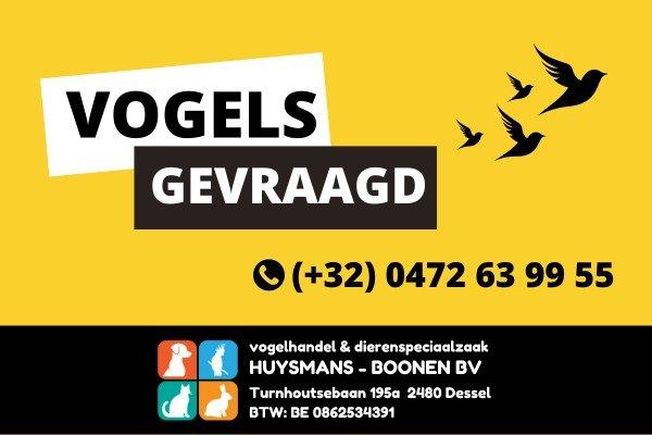 Kapoetsensijzen en andere sijzen gevraagd, Meerdere dieren