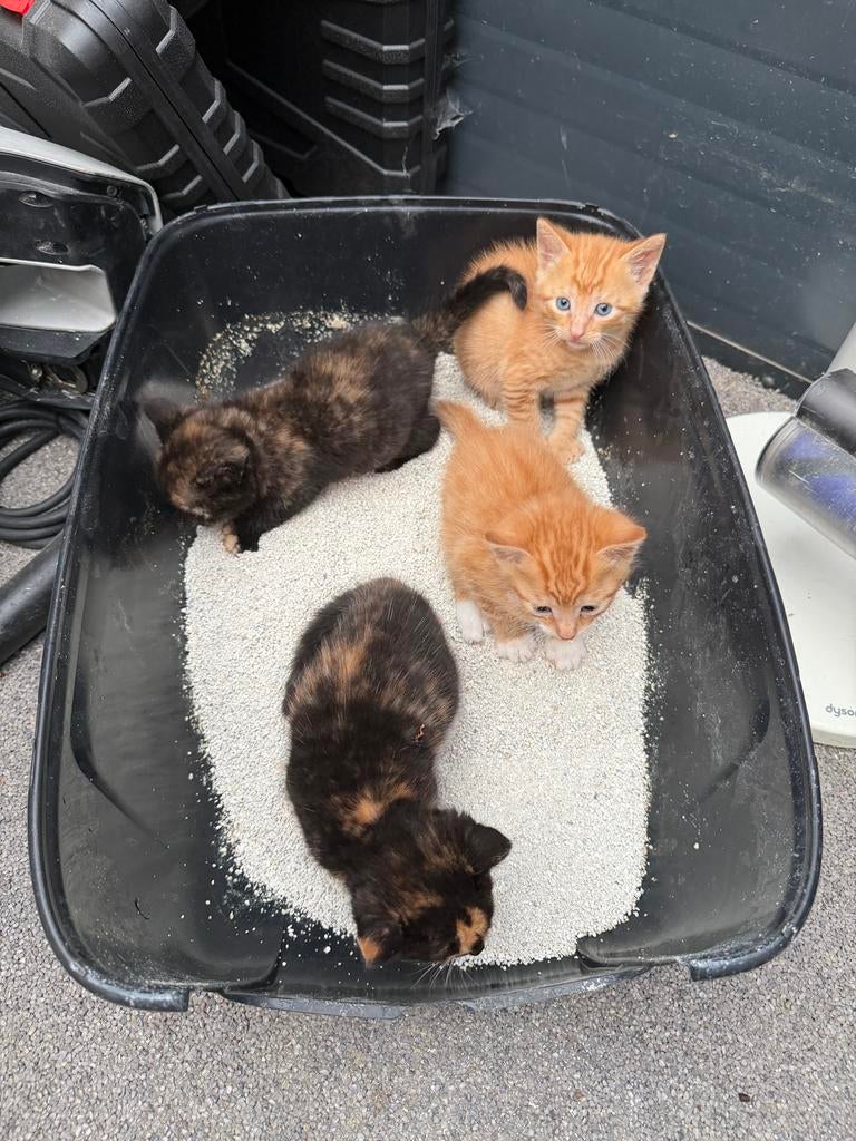 Jonge kittens poes kat 1 maand oud, Dieren en Toebehoren, Katten en Kittens | Overige Katten, Meerdere dieren, Kortharig, 0 tot 2 jaar