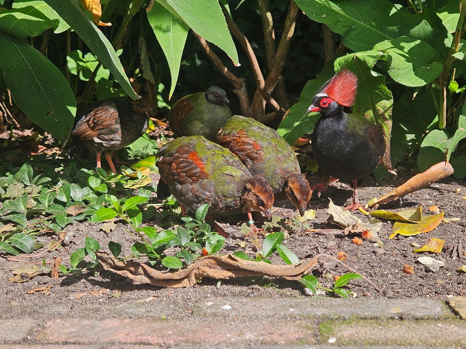 2-2 Roulrouls verwant, natuurbroed, Dieren en Toebehoren, Meerdere dieren, Geringd