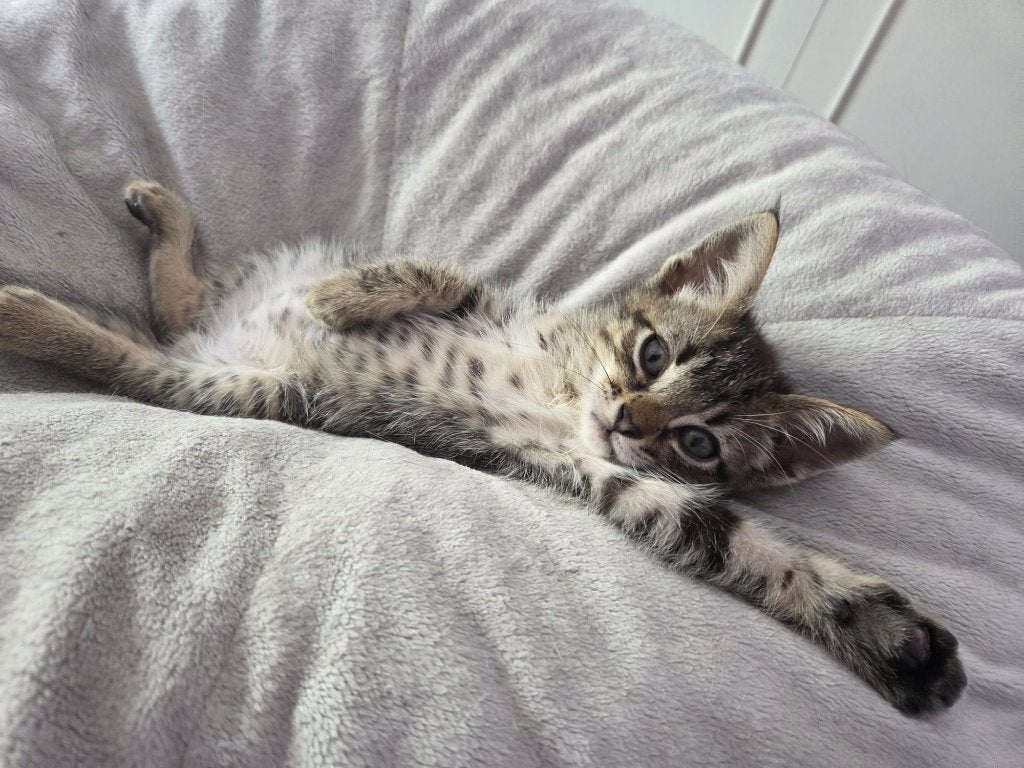MJM Dogs Foundation: Policia, Dieren en Toebehoren, Katten en Kittens | Overige Katten, Kater, Kortharig, 0 tot 2 jaar